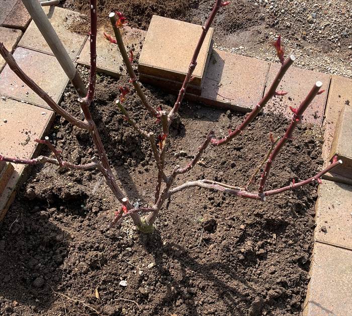地植えのバラの周囲を掘り始める