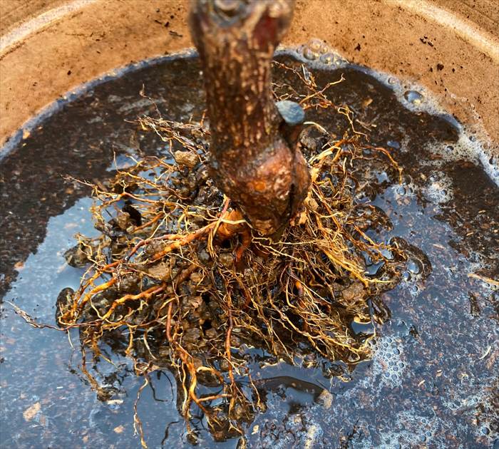 ノヴァーリスを植え付ける