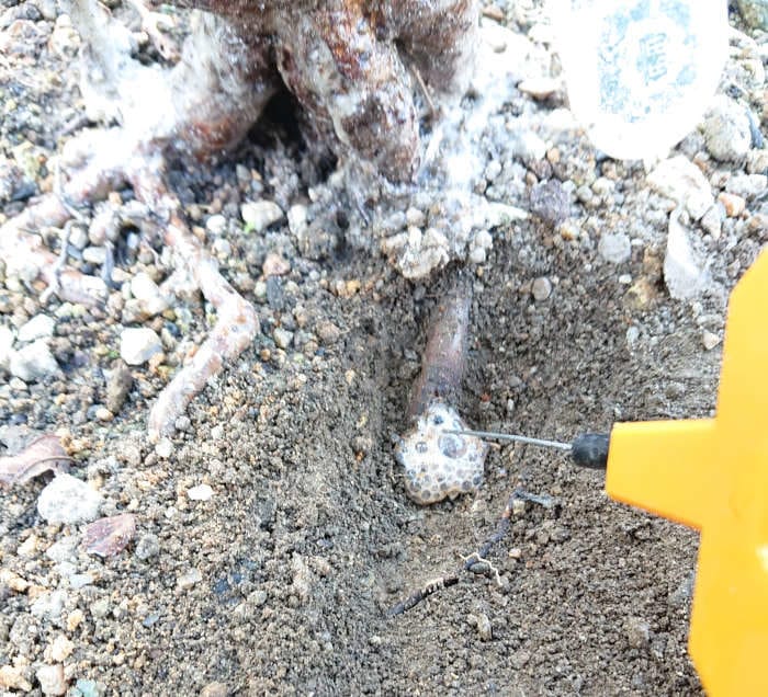 テッポウムシを薬で駆除