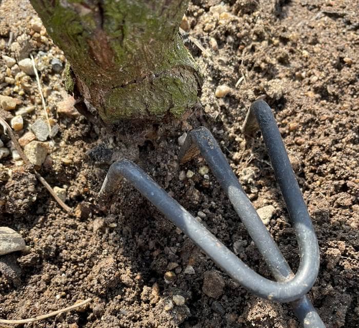 地植えのバラの株元を掘る
