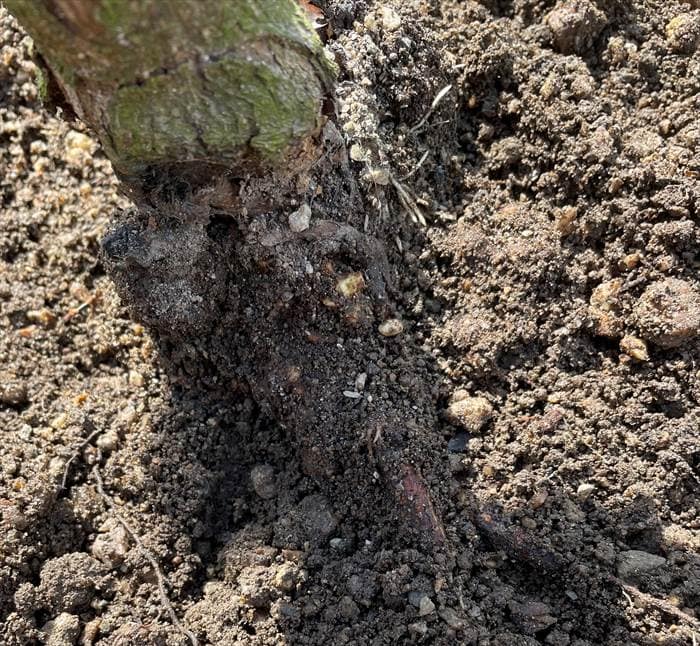 少し掘った地植えのバラの株元