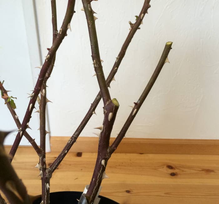 分岐したバラの枝をカット2