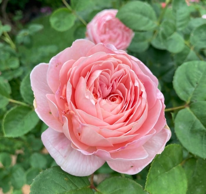 クイーンオブスウェーデンの開花5