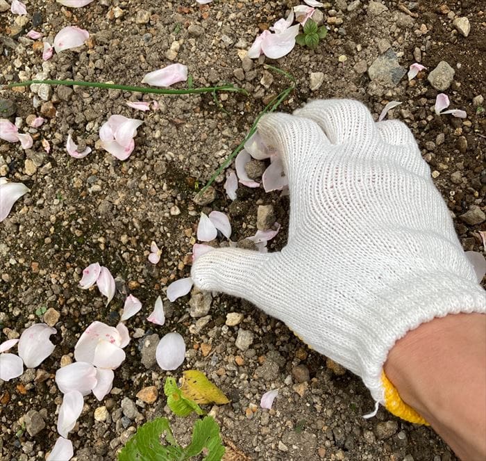 土の上の花びらを拾う