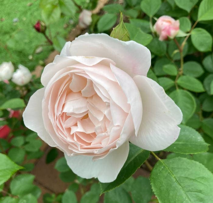デスデモーナ（バラ）の花3