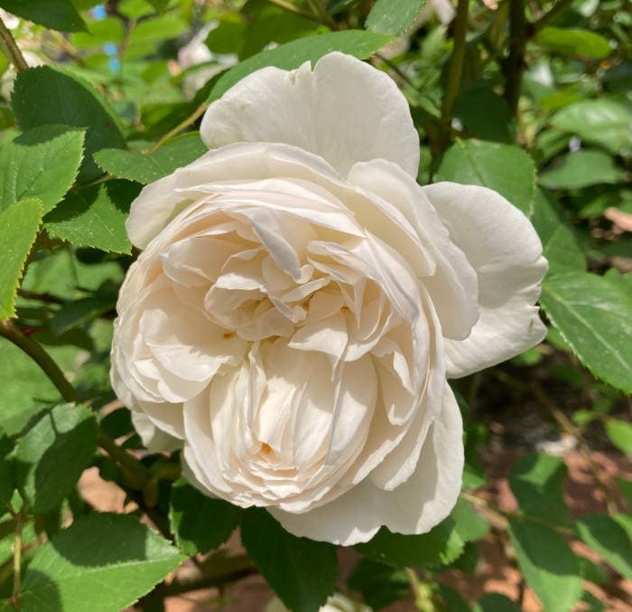 デスデモーナの花の枯れ始め1