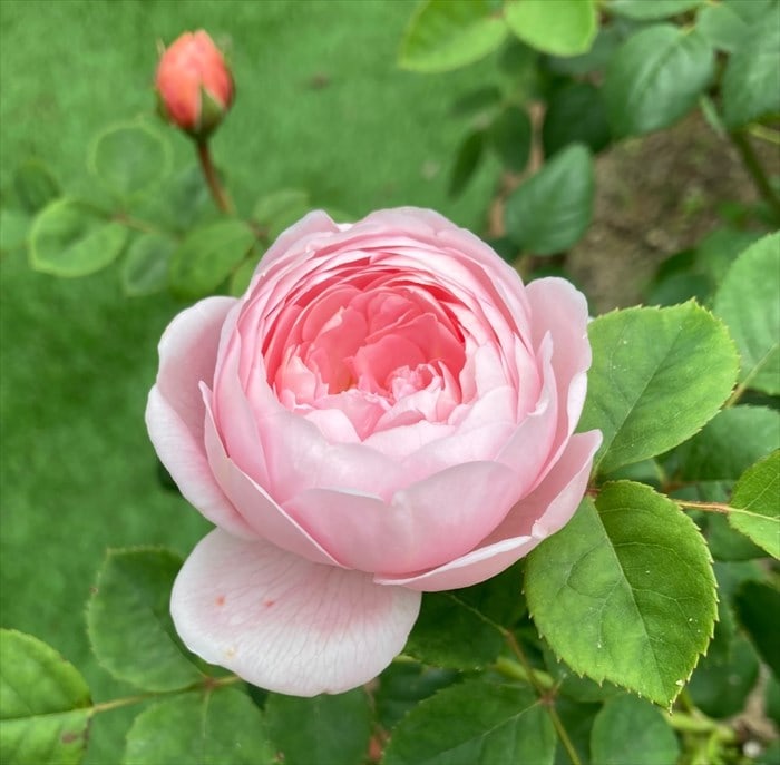 クイーンオブスウェーデンの開花2