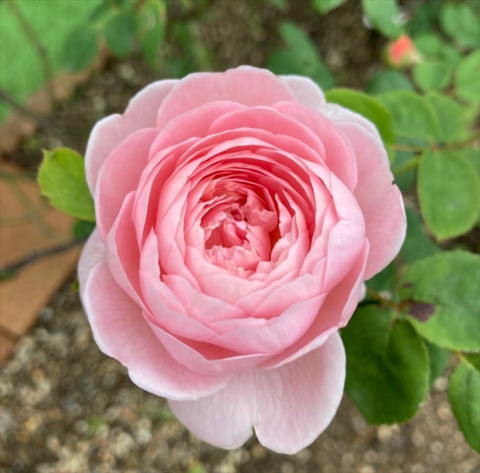 クイーンオブスウェーデンの開花3
