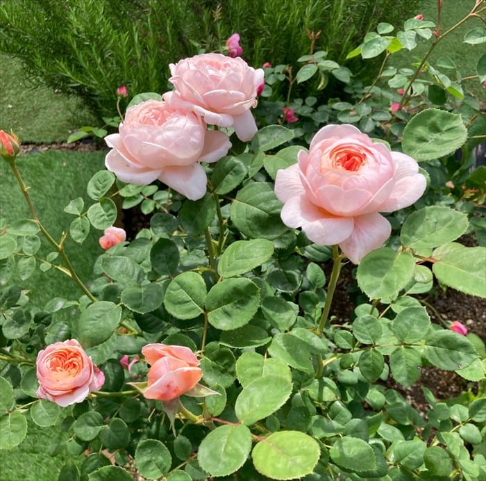開花したクイーンオブスウェーデン