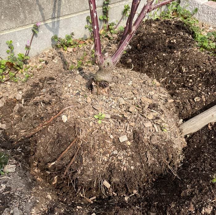 地植えのノヴァーリスを掘り起こす