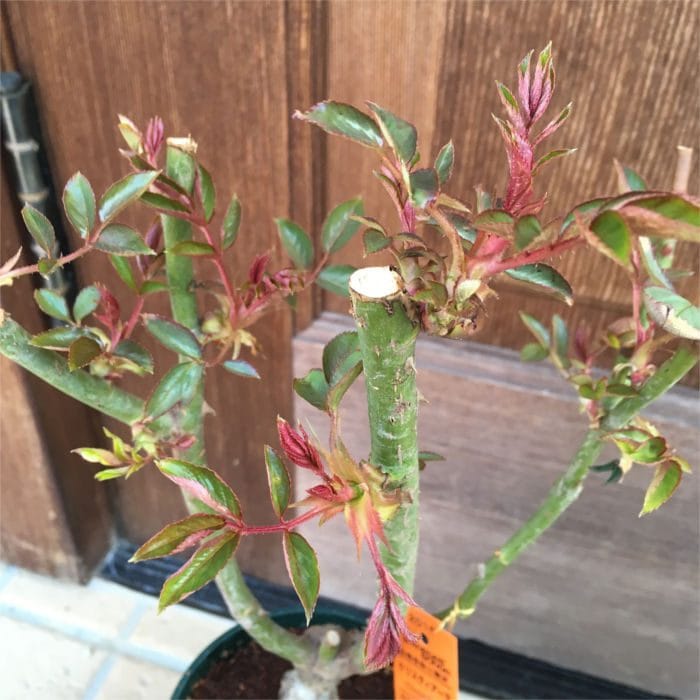 芽吹いているバラ
