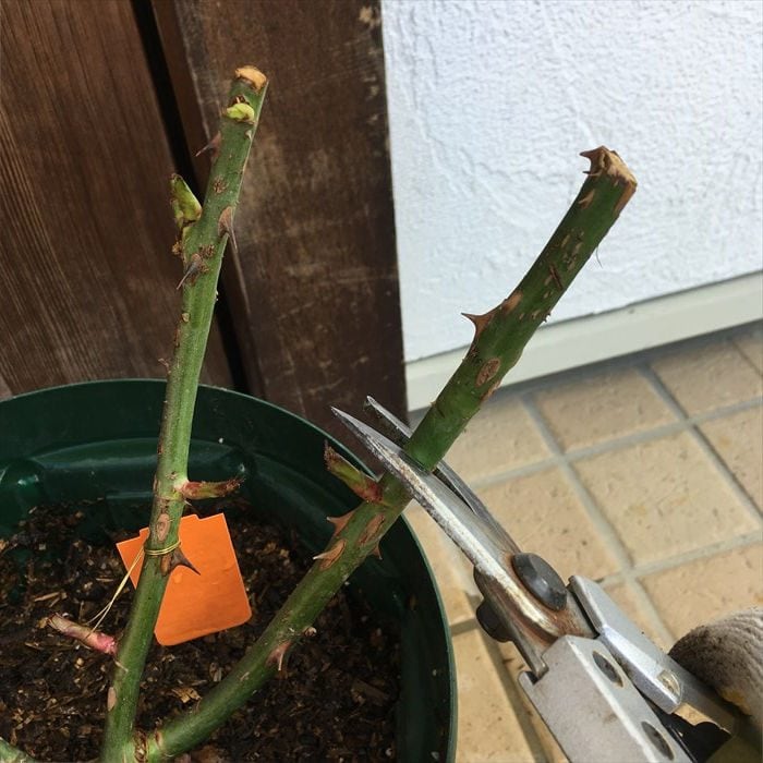 良い芽がない場合も剪定