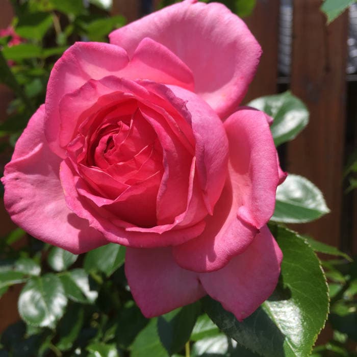 ラローズドゥモリナールが開花するところ