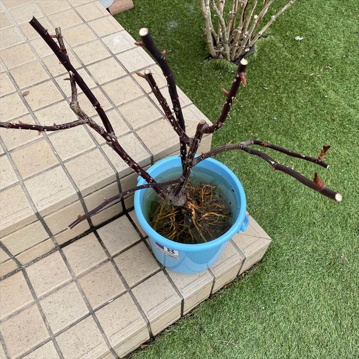 地植えのノヴァーリスは根っこを切って漬け込む