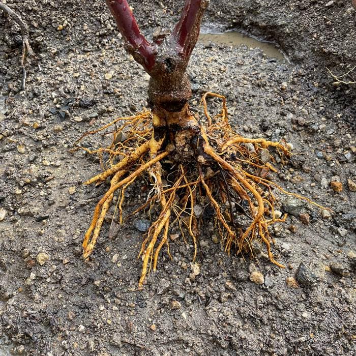 根っこの間に土が入るように植え付ける
