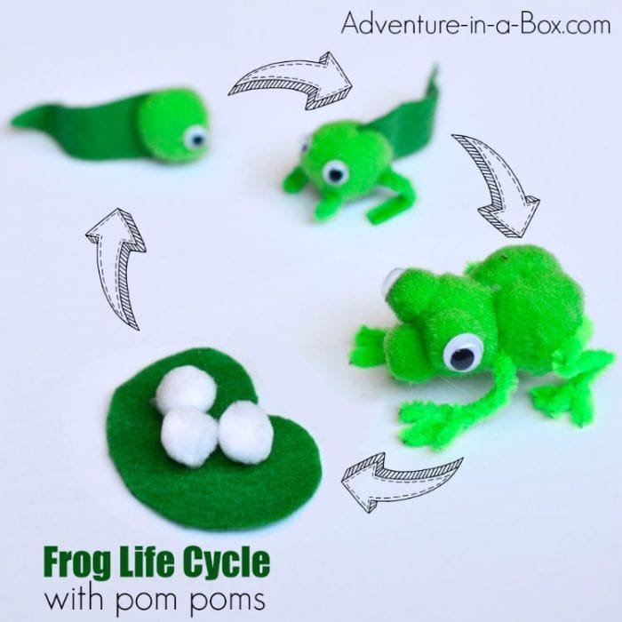 pom pom frog life cycle