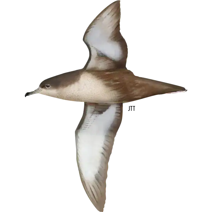 Puffinus mauretanicus