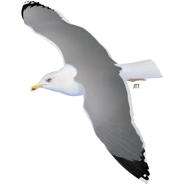 Larus michahellis