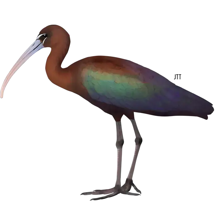 Glossy Ibis, Plegadis falcinellus