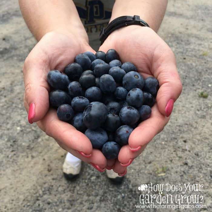 Blueberries in Hand