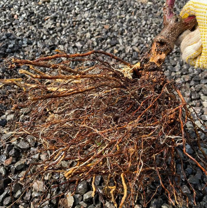 地植えのノヴァーリスのがん腫病のコブ2
