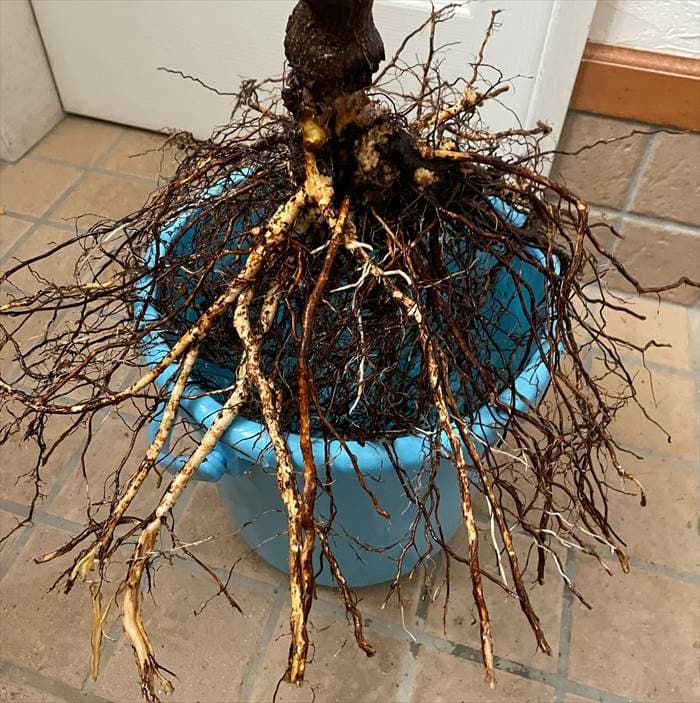 地植えのノヴァーリスは大きくてバケツに入りにくい