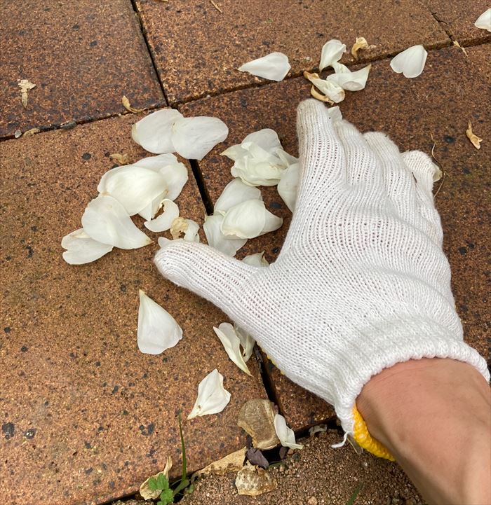 レンガの上の花びらを拾う