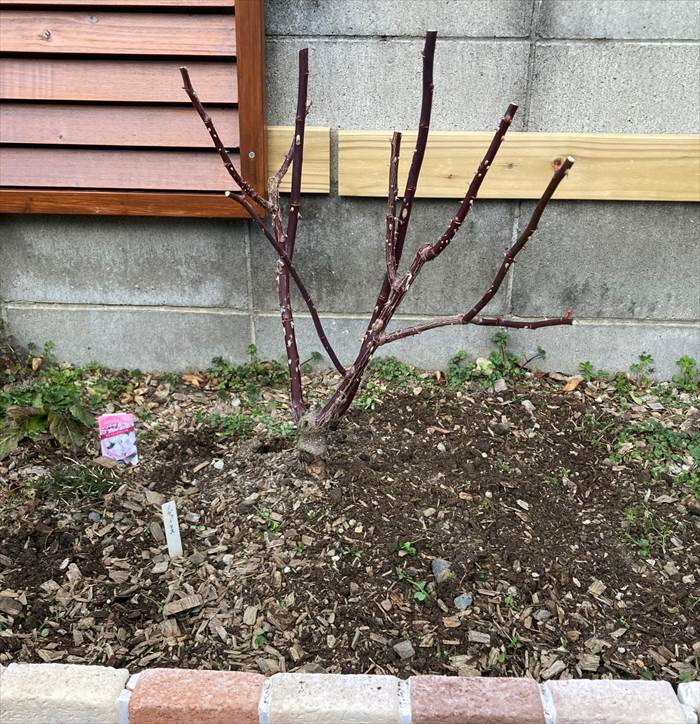 地植えのノヴァーリス