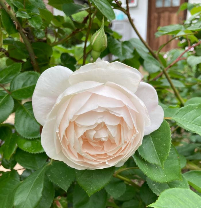 デスデモーナ（バラ）の花2