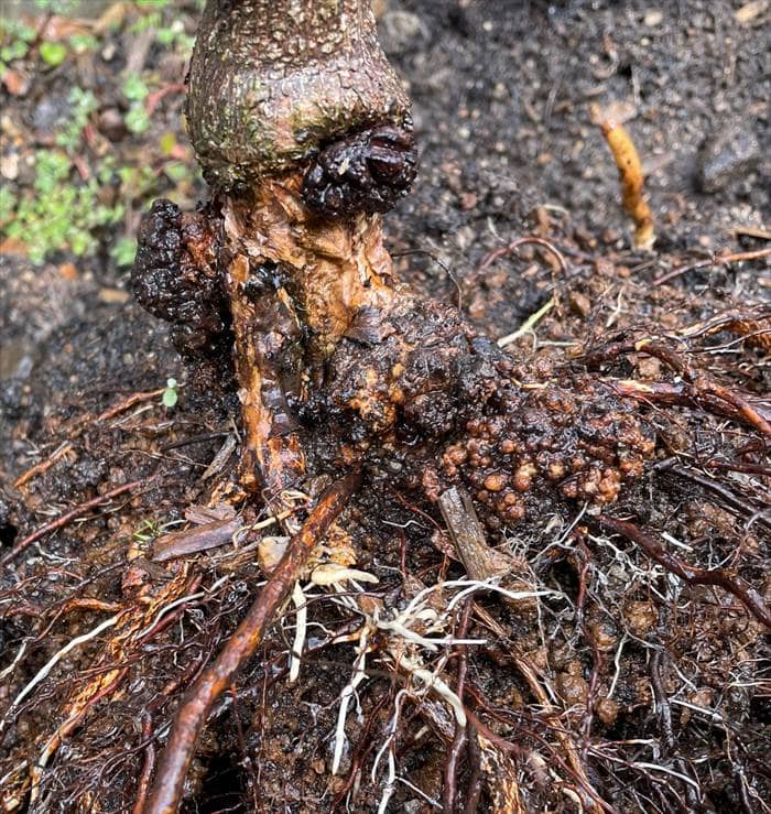 地植えのノヴァーリスのがん腫病のコブ1