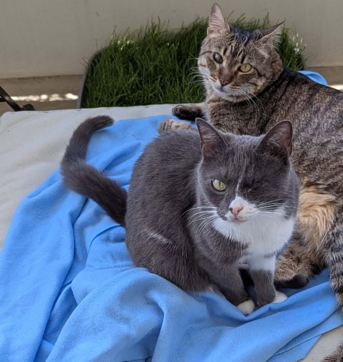 Katzen sitzen gemeinsam harmonisch auf Balkon