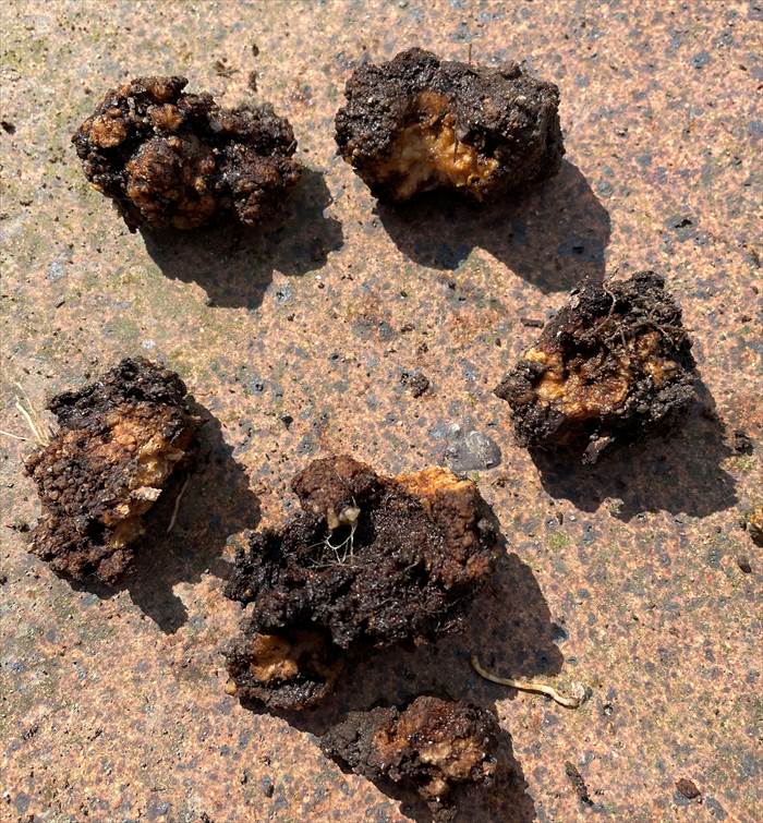 地植えのノヴァーリスから取ったがん腫病のコブ