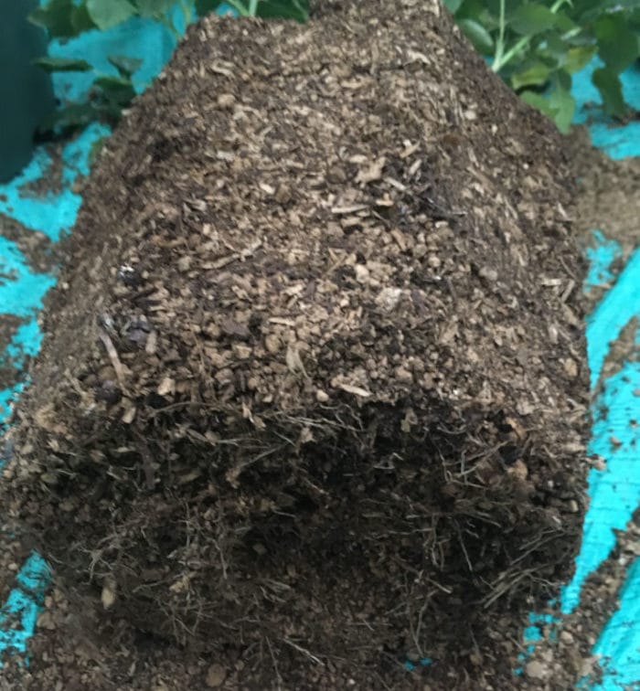 ローズポンパドゥール植え替え時の根鉢（化成肥料）.JPG