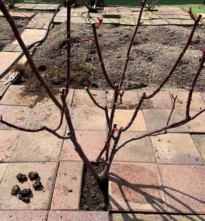 土とレンガを戻した地植えのノヴァーリス