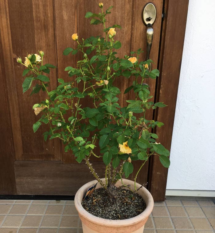元気なバラ剪定前