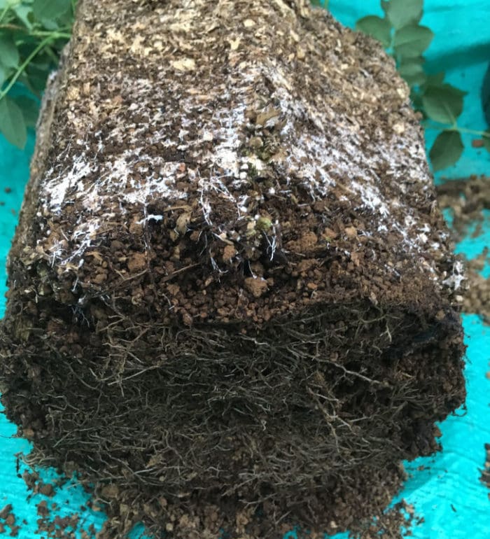 ローズポンパドゥール植え替え時の根鉢（バイオゴールド）