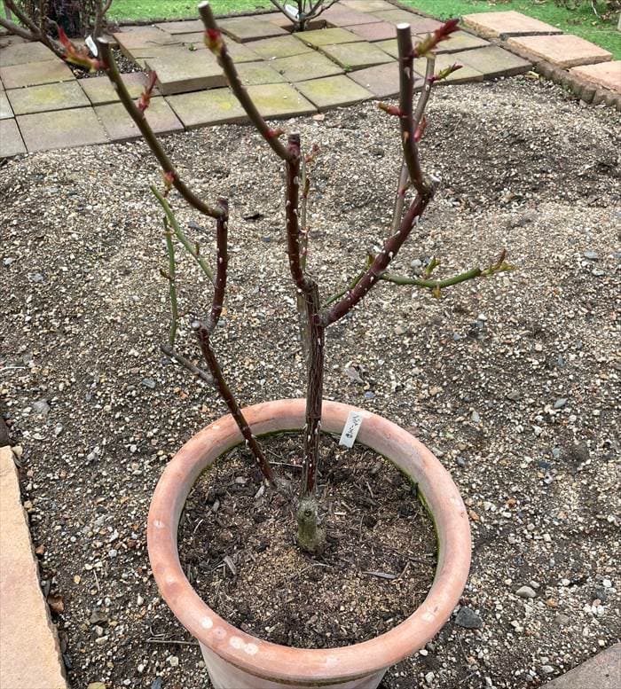 鉢植えのノヴァーリス