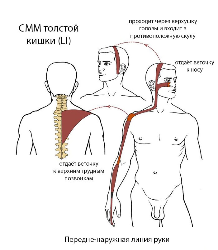 Передне-наружный руки (ПНР)