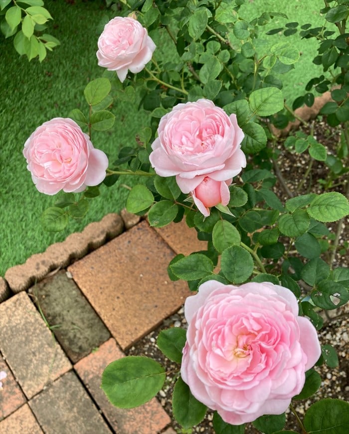 クイーンオブスウェーデンの花2