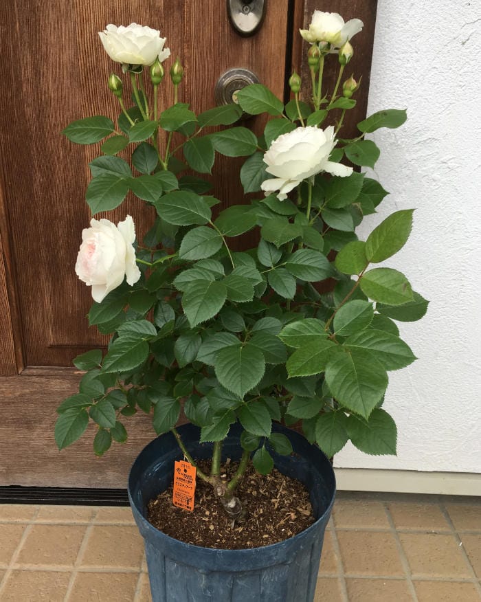 クリスティアーナ鉢植え一年目