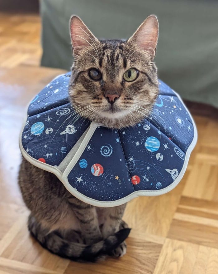 Katze lernt im Katzentraining Medical Training eine Halskrause zu tragen