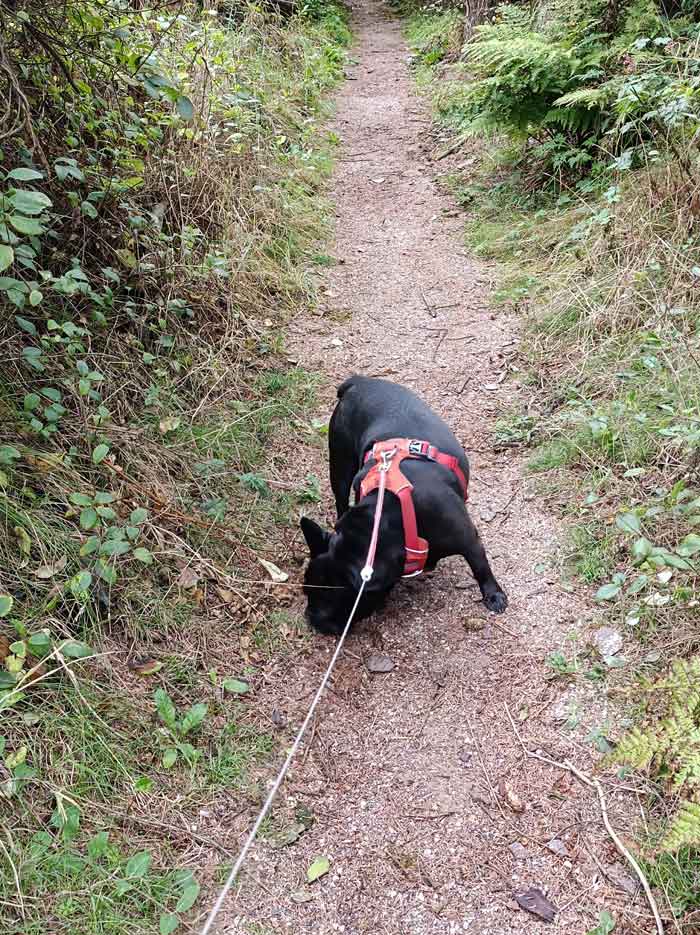 Marple auf einem Trail,