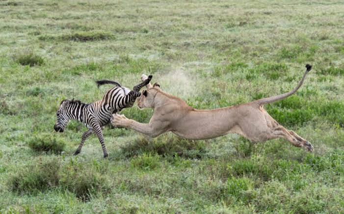 Chasing Lions on Camera: A Day-by-Day Guide to Filming