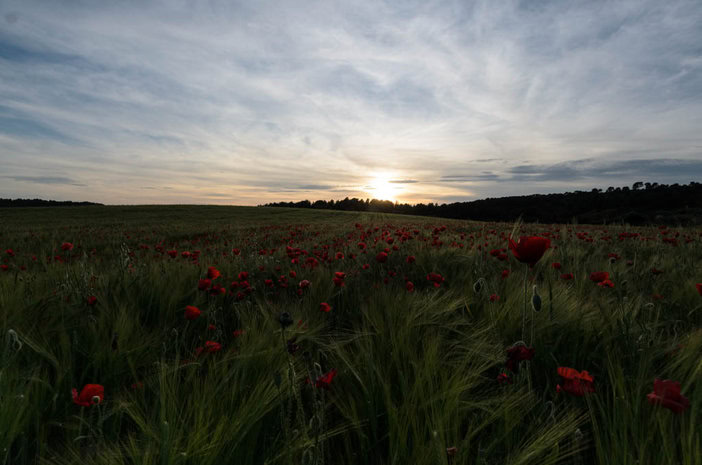 Campo de amapolas en RAW