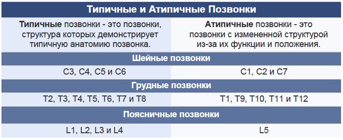 Типичные и Атипичные Позвонки Типичные и Атипичные Позвонки