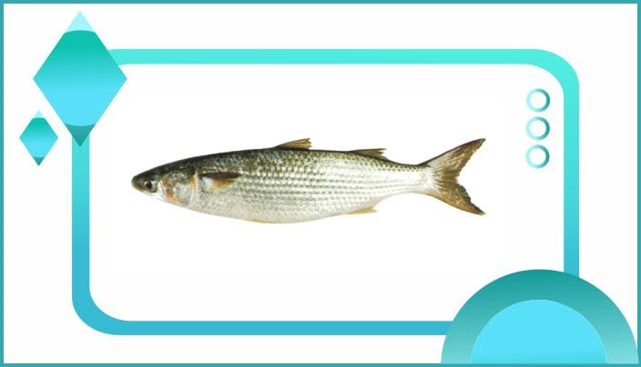 ciri ikan belanak adalah