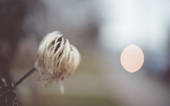 Wintermakro am Wegesrand, fotografiert mit der Canon EOS R & dem RF 35mm 1.8 Makro