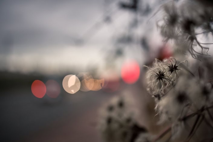 kleine Poesie am Straßenrand kleine Poesie am Straßenrand - zur goldenen Stunde in der Weimarischen Straße in Erfurt im Dezember fotografiert