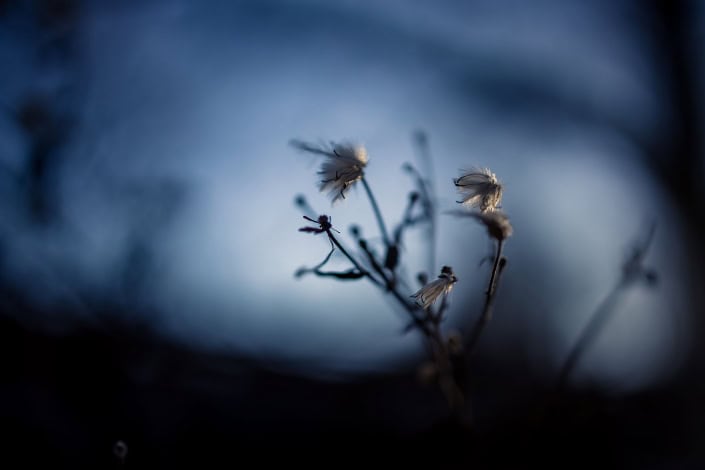 kleine Winterpoesie bei tief stehender Sonne gegen den blauen Himmel fotografiert Canon EOS R | RF 35mm