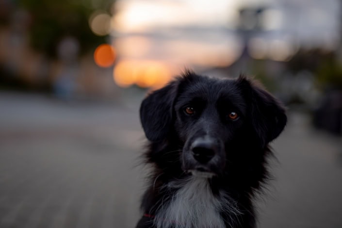 Hundeportrait in der Dämmerung Hundeportrait in der Dämmerung ohne Ausleuchtung fotografiert mit der Canon EOS R & dem Sigma Art 50mm
